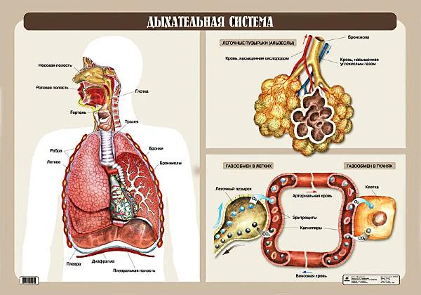 Агафонова И. Б. Дыхательная система: Наглядное пособие для школы. - ф.100*70 см. - М.: Дрофа, 2006. - Глянцевая односторонняя карта.