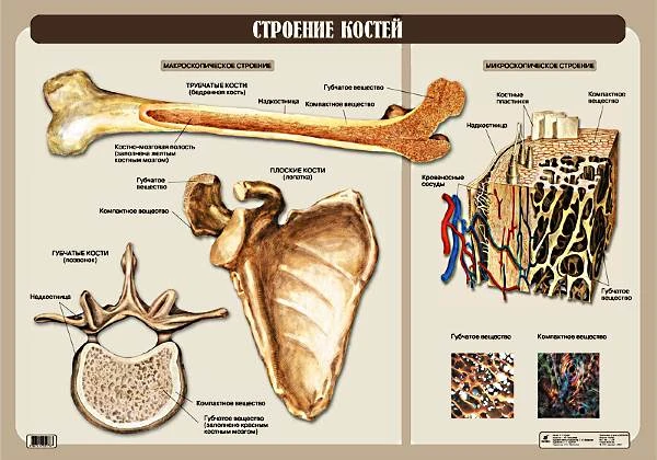 Кулик Н.Н. Строение костей. - ф.100*70. - М.: Дрофа, 2007. - Глянцевая односторонняя карта.