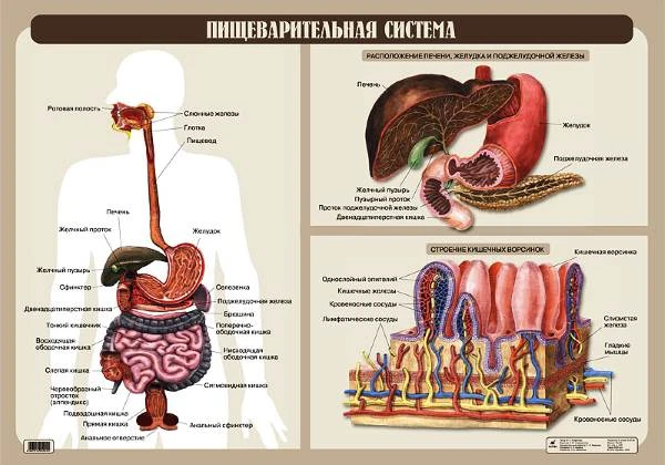 Агафонова И.Б. Пищеварительная система: Наглядное пособие для школы. - ф.100*70. - М.: Дрофа, 2006. - Глянцевая односторонняя карта.