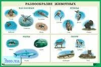 Разнообразие животных: Наглядное пособие для школы. - ф.90*60. - М.: Айрис-пресс, 2004. - Глянцевый односторонний плакат.