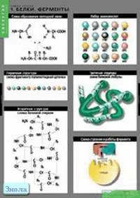 Химия клетки (Белки и ферменты. Нуклеиновые кислоты. АТФ - аденозинтрифосфорная кислота) / Сост. Н.Б. Черкасская. - 3 таблицы + методическое пособие. - М.: Спектр