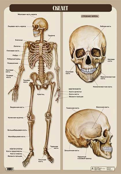 Кулик Н.Н. Скелет. - ф.70*100. - М.: Дрофа, 2007. - Глянцевая односторонняя карта.