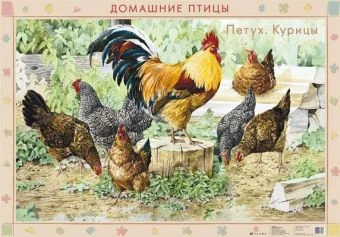 Домашние птицы. Петух, курицы / Гуси Дрофа Двухсторонняя карта