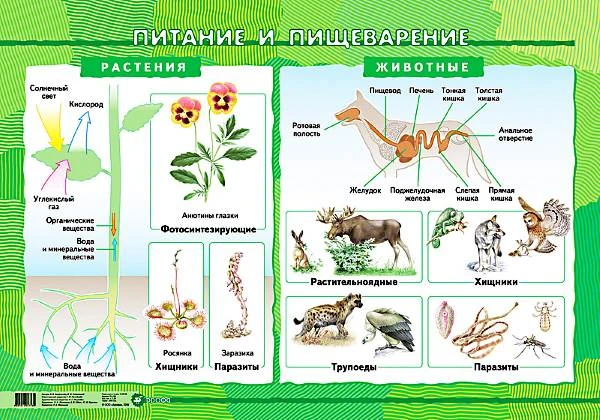 Агафонова И.Б, Сивоглазов В.И. Питание и пищеварение. - ф.100*70 / Агафонова И.Б, Сивоглазов В.И. Скелет - опора организма. - ф.70*100: Наглядное пособие для школы. - М.: Дрофа, 2006. - Глянцевая двухсторонняя карта