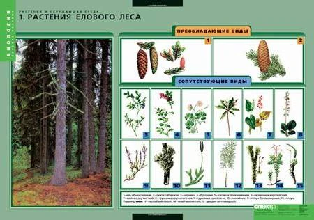 Биология. Растения и окружающая среда (Растения елового леса. Растения соснового леса. Растения широколиственного леса. Растения луга. Растения болот. Ярусность в растительном сообществе. Смена растительных сообществ) / Сост. Т.В. Анфимова. - 7 таблиц + м