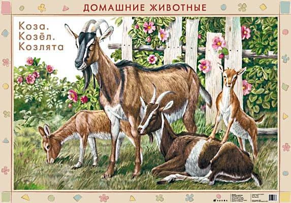 Домашние животные. Овца, баран / Коза. Дрофа Двухсторонняя карта