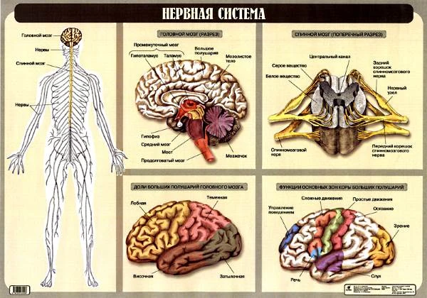 Агафонова И.Б. Нервная система: Наглядное пособие для школы. - ф.100*70. - М.: Дрофа, 2006. - Глянцевая односторонняя карта.