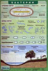 Чернов И.Ю. Бактерии / Чернов И.Ю. Разнообразие эукариотических клеток. - ф.100*70 см. - М.: Дрофа, 2005. - Глянцевая двухсторонняя карта.
