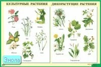 Культурные растения. Дикорастущие растения. - ф.90*60 см. - М.: Айрис-пресс, 2007. - Глянцевый односторонний плакат.