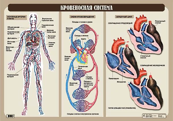 Агафонова И.Б. Кровеносная система: Наглядное пособие для школы. - ф.100*70 мм. - М.: Дрофа, 2006. - Глянцевая односторонняя карта.