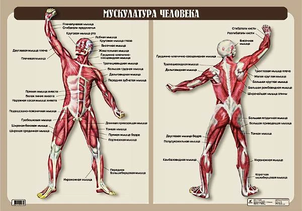 Кулик Н. Н. Мускулатура человека. - ф.100*70. - М.: Дрофа, 2007. - Глянцевая односторонняя карта.