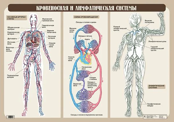 Агафонова И.Б, Кулик Н.Н. Кровеносная и лимфатическая системы: Наглядное пособие для школы. - ф.100*70 см. - М.: Дрофа, 2006. - Односторонняя карта.