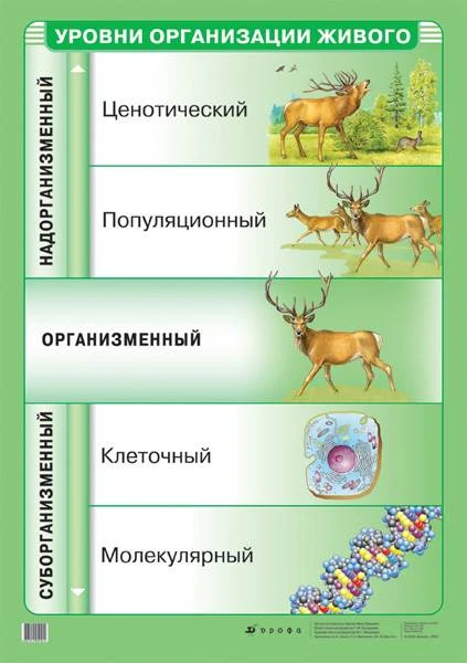 Чернов И.Ю. Уровни организации живого. ф.70*100. - М.: Дрофа, 2004. - Глянцевая односторонняя карта.