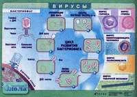 Чернов И.Ю. Вирусы / Чернов И.Ю. Метаболизм. - ф.100*70 см. - М.: Дрофа, 2003. - Глянцевая двухсторонняя карта.