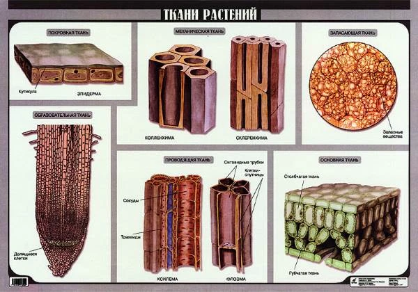 Агафонова И.Б, Сивоглазов В.И. Ткани растений. - ф.100*70 / Агафонова И.Б, Сивоглазов В.И. Плоды. - ф.70*100: Наглядное пособие для школы. - М.: Дрофа, 2006. - Глянцевая двухсторонняя карта