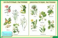 Культурные растения. Дикорастущие растения. - ф.90*60 см. - М.: Айрис-пресс, 2007. - Глянцевый односторонний плакат.