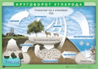 Чернов И.Ю. Круговорот углерода / Чернов И.Ю. Экологическая пирамида. - ф.100*70 см. - М.: Дрофа, 2005. - Глянцевая двухсторонняя карта.