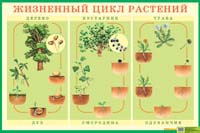 Иванова С. А. Пономарева Е. А. Жизненный цикл растений: наглядное пособие для дошкольных образовательных учреждений. - ф.90*60. - М.: Айрис-пресс, 2005. - Глянцевая односторонняя карта.