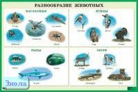 Разнообразие животных: Наглядное пособие для школы. - ф.90*60. - М.: Айрис-пресс, 2004. - Глянцевый односторонний плакат.