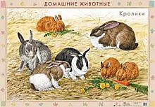 Домашние животные. Кролики / Хомяки Дрофа Двухсторонняя карта