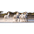 Картонные пазлы. Панорама. 1000 карточек, ф.980*330 мм, 9+, "Clementoni" (картинка: Бегущие лошади, арт.39441)