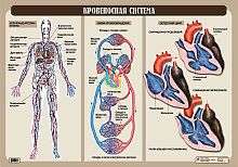 Агафонова И. Б. Кровеносная система: Наглядное пособие для школы. - ф.100*70. - М.: Дрофа, 2006. - Глянцевая односторонняя карта.