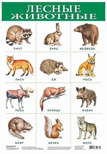 Лесные животные: наглядное пособие для дошкольников. М.: Дрофа-Медиа, 2009. - плакат ф.А3