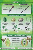 Агафонова И.Б, Сивоглазов В.И. Побег / Ткани животных. - ф.70*100 см. - Наглядное пособие для школы. - М.: Дрофа, 2006. - Глянцевая двухсторонняя карта