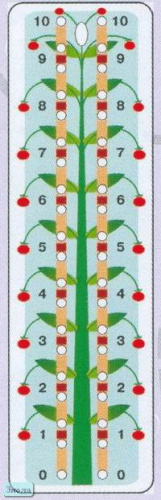 Ягодки. Складываем и вычитаем в пределах 10: игра-шнуровка для детей дошкольного и младшего школьного возраста. - (Шнуровка). - "Дрофа-Медиа"