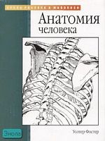 Фостер У. Анатомия человека / Пер. с англ. - М.: АСТ: Астрель, 2004. - 31 с. - (Уроки рисунка и живописи). - мягк. обл.