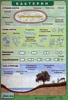 Чернов И. Ю. Бактерии. 70*100. / Чернов И. Ю. Разнообразие эукариотических клеток. ф.100*70. - М.: Дрофа, 2005. - Глянцевая двухсторонняя карта.