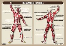 Кулик Н. Н. Мускулатура человека. - ф.100*70. - М.: Дрофа, 2007. - Глянцевая односторонняя карта.