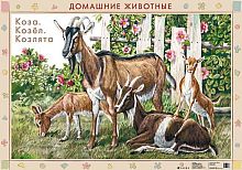 Домашние животные. Овца, баран / Коза. Дрофа Двухсторонняя карта