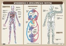 Агафонова И.Б, Кулик Н.Н. Кровеносная и лимфатическая системы: Наглядное пособие для школы. - ф.100*70 см. - М.: Дрофа, 2006. - Односторонняя карта.