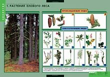 Биология. Растения и окружающая среда (Растения елового леса. Растения соснового леса. Растения широколиственного леса. Растения луга. Растения болот. Ярусность в растительном сообществе. Смена растительных сообществ) / Сост. Т.В. Анфимова. - 7 таблиц + м