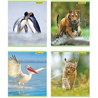 Тетрадь 48 л. 164*202 мм, клетка, белизна 96%, поля, скоба, цветная картонная обложка, "Silwerhof"